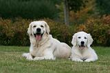 GOLDEN RETRIEVER 917